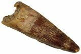 Juvenile Fossil Spinosaurus Tooth - Real Dinosaur Tooth #348726-1